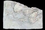 Crinoid Fossils ( Species) - Gilmore City, Iowa #88853-1